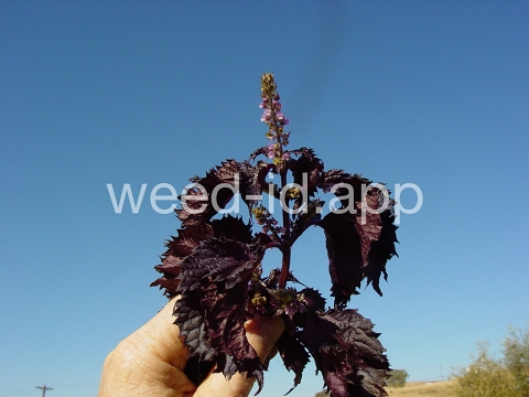 mint, perilla